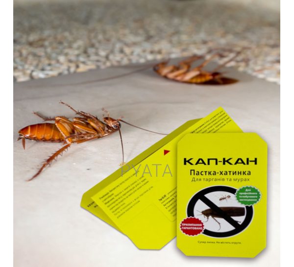 Клейова пастка - будиночок Капкан для тарганів та мурах (2020)