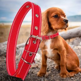 Капроновый одинарный ошейник для собак №129 35мм длина-58 см Красный (2021)