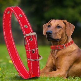 Капроновий одинарний нашийник для собак №130 40мм довжина-64 см Червоний (2021)